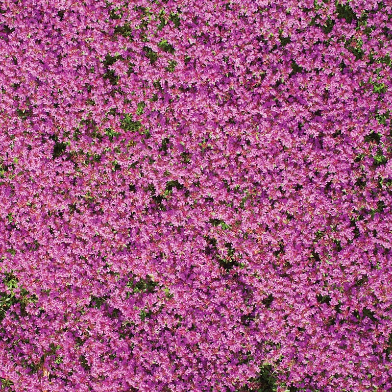 Creeping Thyme Ground Cover Flower Seed Mat - 6.000 x 4.500 x 1.000 ...