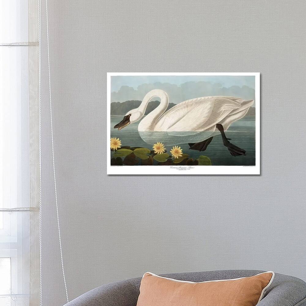 iCanvas "Common American Swan" by John James Audubon Canvas Print