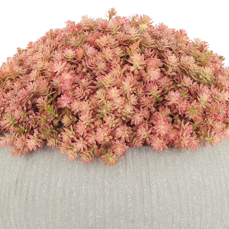 Sedum Arrangement in a Round Planter - Green