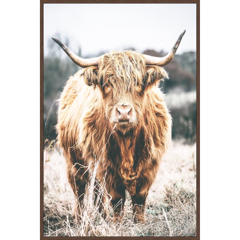 Scottish Highland Cattle Floater Framed Print on Canvas