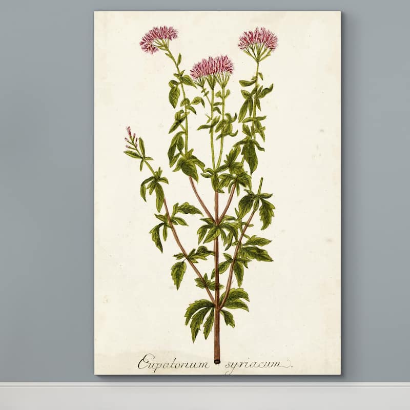 Antique Herb Botanical I -Premium Gallery Wrapped Canvas