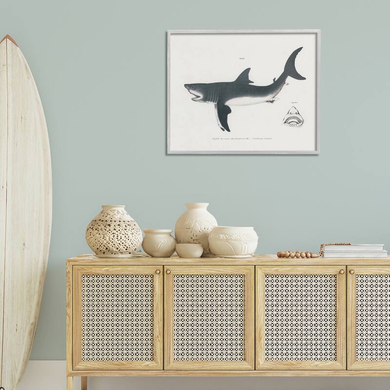 Stupell Detailed Shark Diagram Framed Giclee Art Design By Phillipa Katz