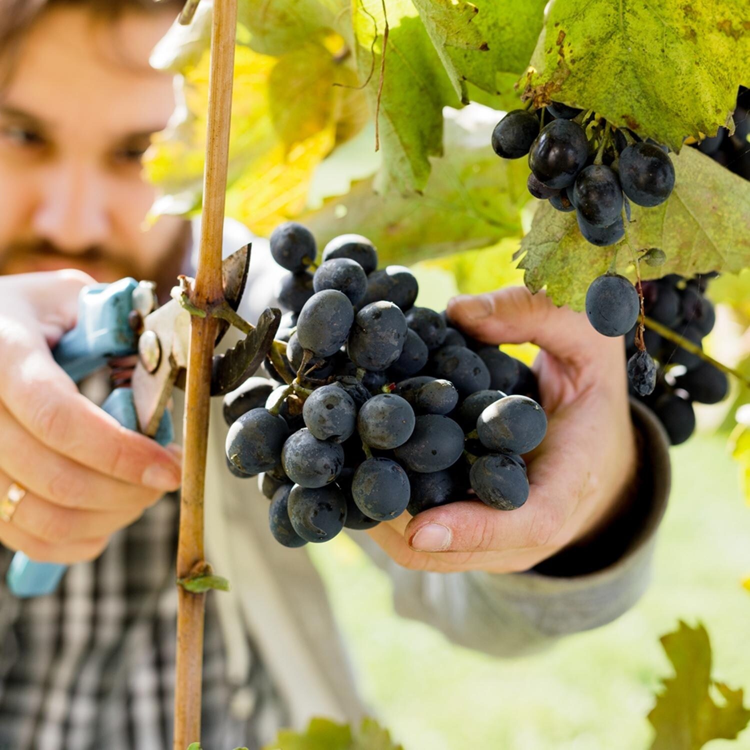 Van Zyverden Premium Grafted Bareroot Grape Vine Cabernet