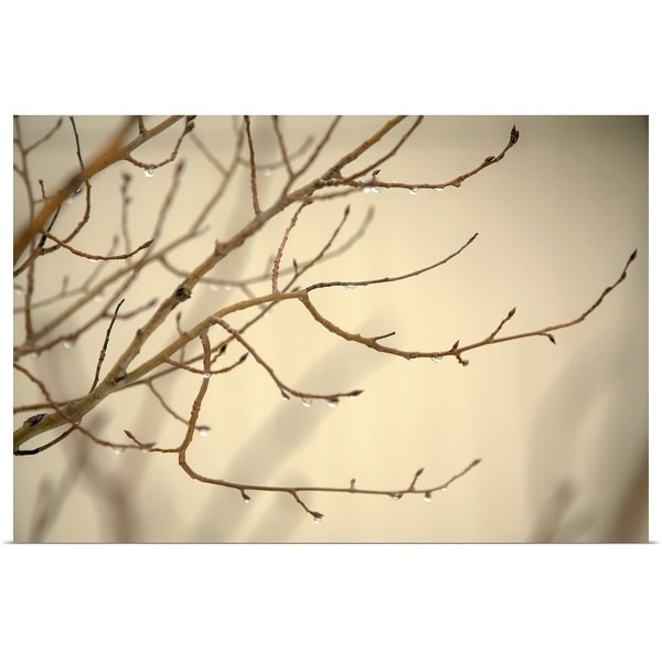 "Rain Drops on Tree Branches" Poster Print