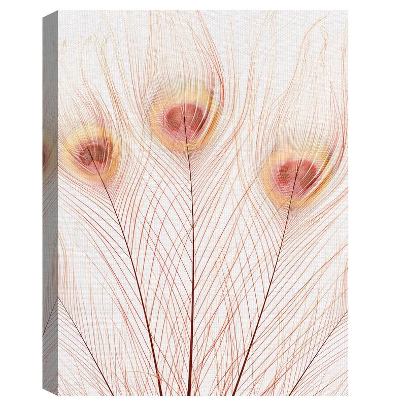 Peach Peacock by Belle Maison Canvas Art Print