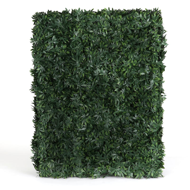 Cannabis Hedge Wall