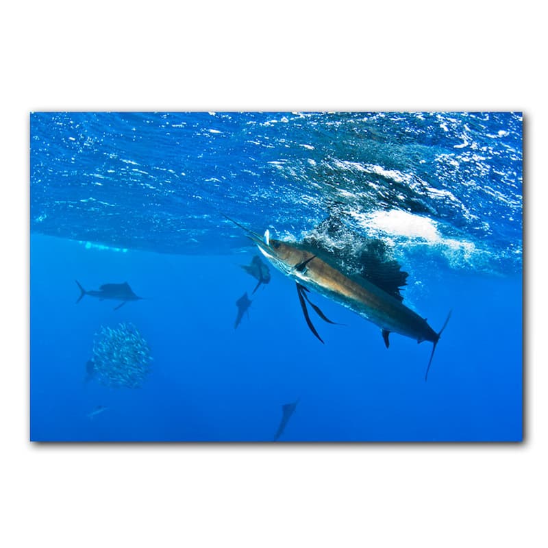 Ready2HangArt 'Sailfish' Wrapped Canvas Wall Art