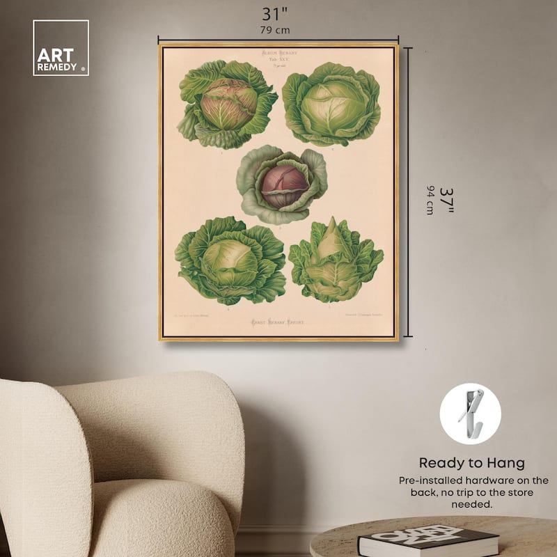Cabbages by Benary 1876 Canvas by Art Remedy
