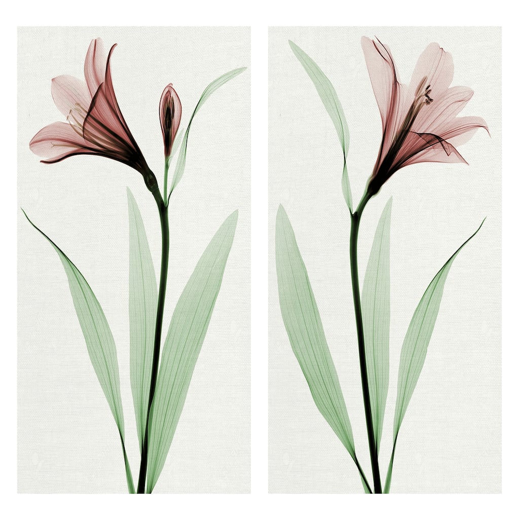 Lily I, II by Robert Coop Canvas Art Prints