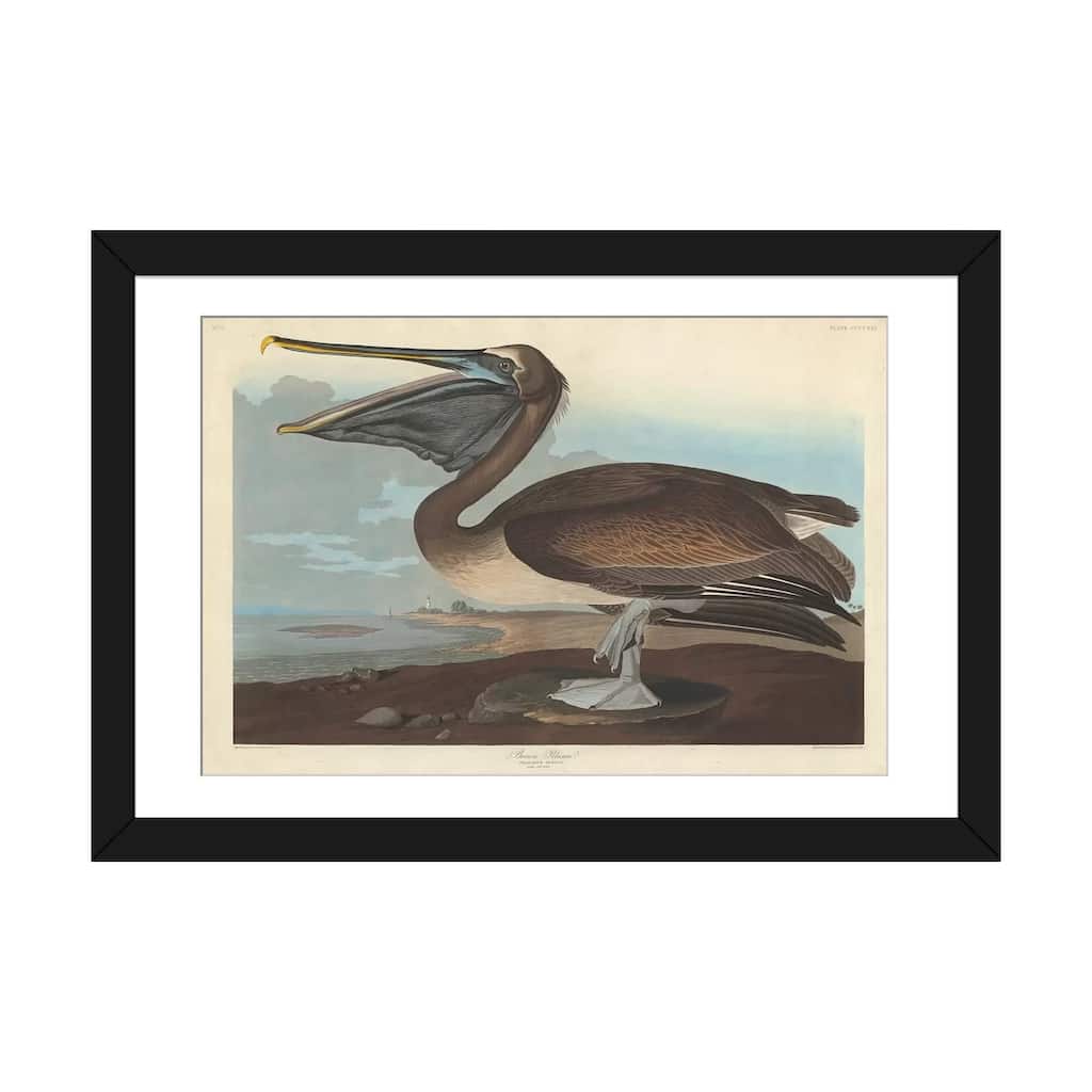 iCanvas "Brown Pelican" by John James Audubon