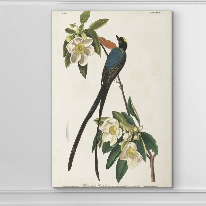Pl 168 Fork-tailed Flycatcher -Premium Gallery Wrapped Canvas