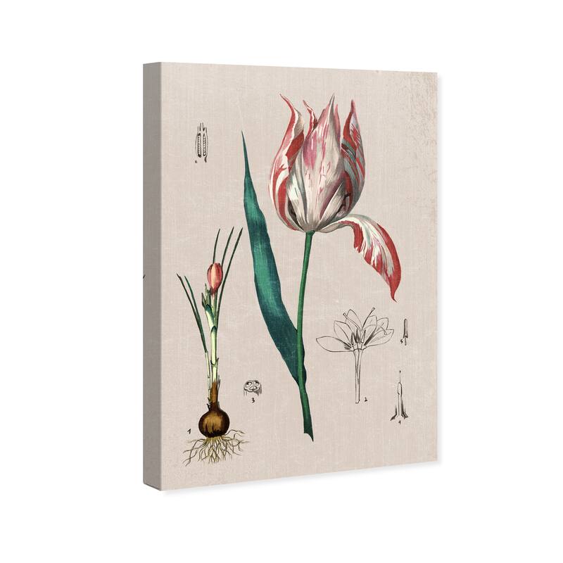 Wynwood Studio Canvas Floral and Botanical Floral Diagram White and Modern & Contemporary Wall Art Canvas Print