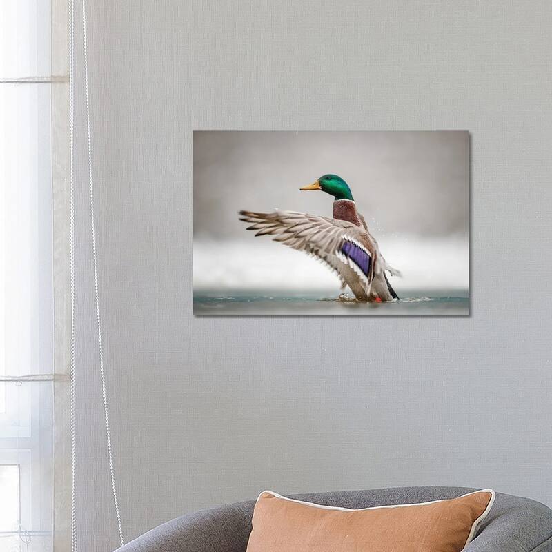 iCanvas "Male Mallard" by Mateusz Piesiak Canvas Print - 18x26x1.5