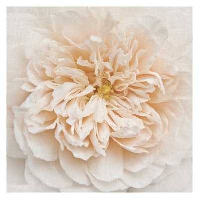 Cupcake Rose by Rebecca Swanson Canvas Art Print