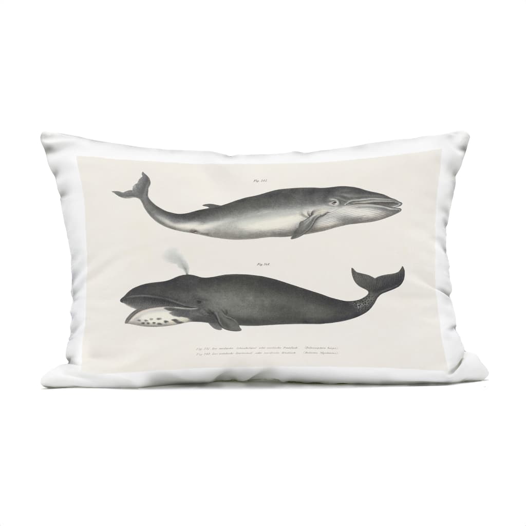 Stupell Vintage Whale Study Diagrams Printed Outdoor Throw Pillow Design by Phillipa Katz