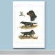preview thumbnail 5 of 8, Gordon Setter -Premium Gallery Wrapped Canvas