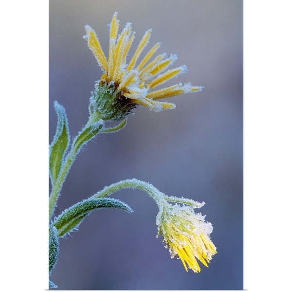 "Frost on sunflower blossoms, soft focus close up, Michigan" Poster Print