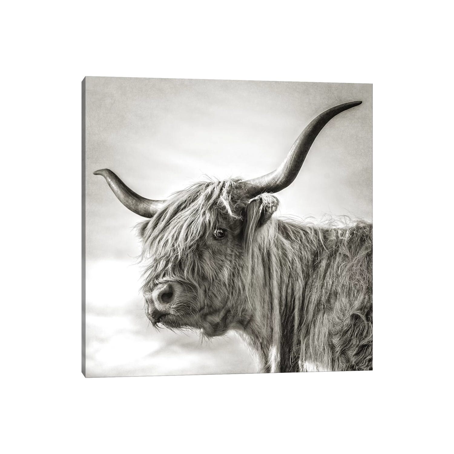 Highland Cow Canvas Art by Mark Gemmell