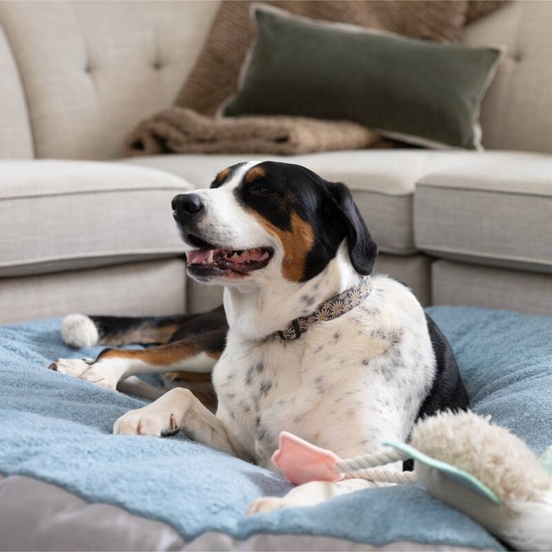 Jaxx Robbi Dog Bed Premium Synthetic-Fur Memory Foam Bean Bag Bed