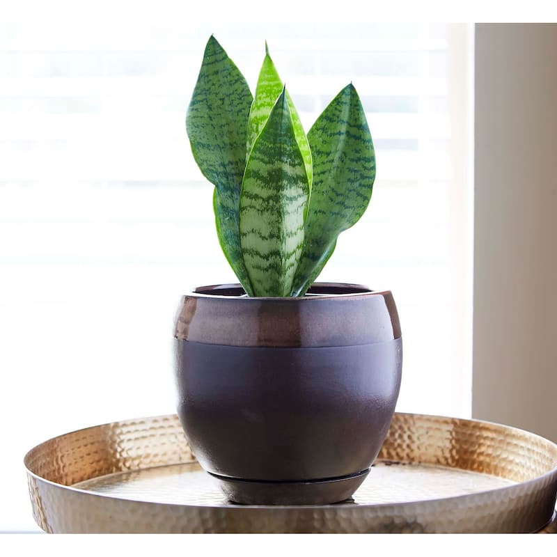 Southern Patio Kendall Egg Planter