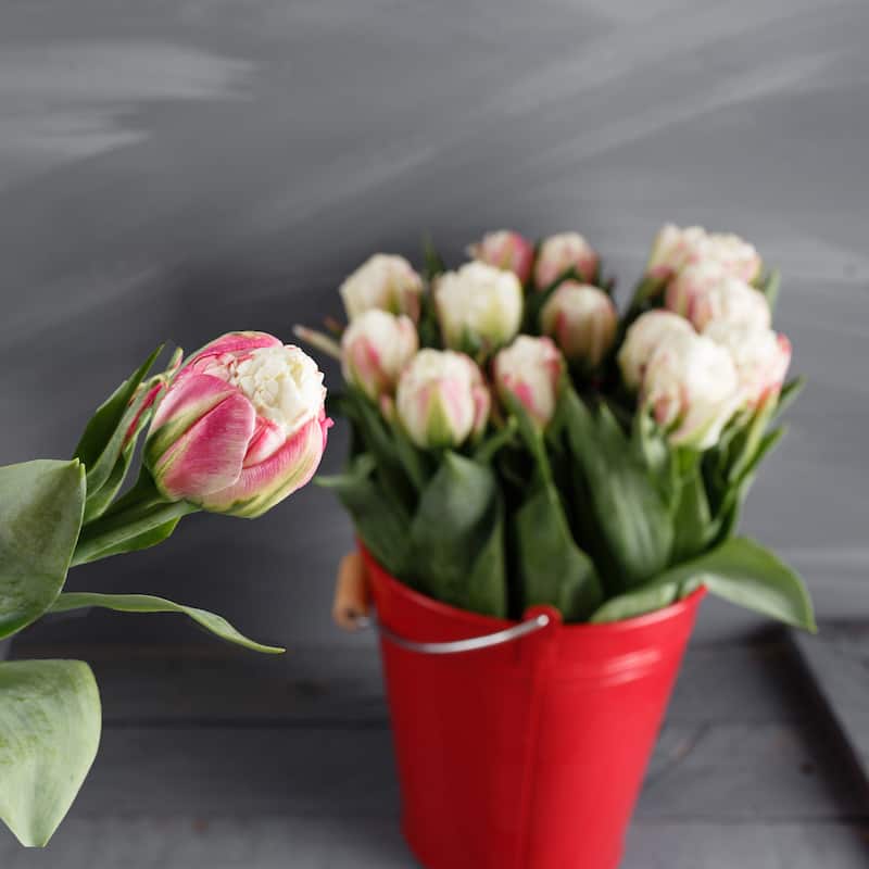 Double Scoop Ice Cream Tulips - Red & White Flowers - 9 Bulbs - Attracts Butterflies, Bees & Hummingbirds - 9 Bulbs