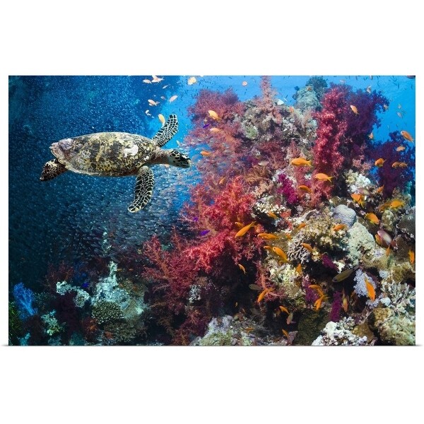 "Hawksbill turtle swimming in near the coral reef" Poster Print