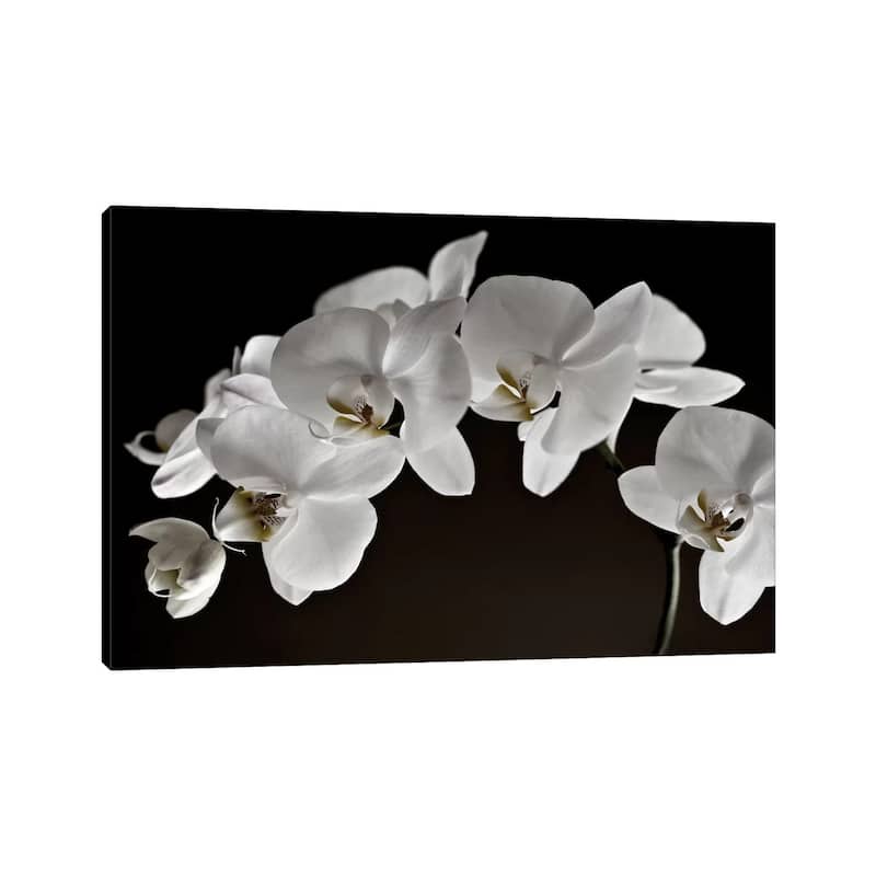 iCanvas "Orchids" by Symposium Design Canvas Print