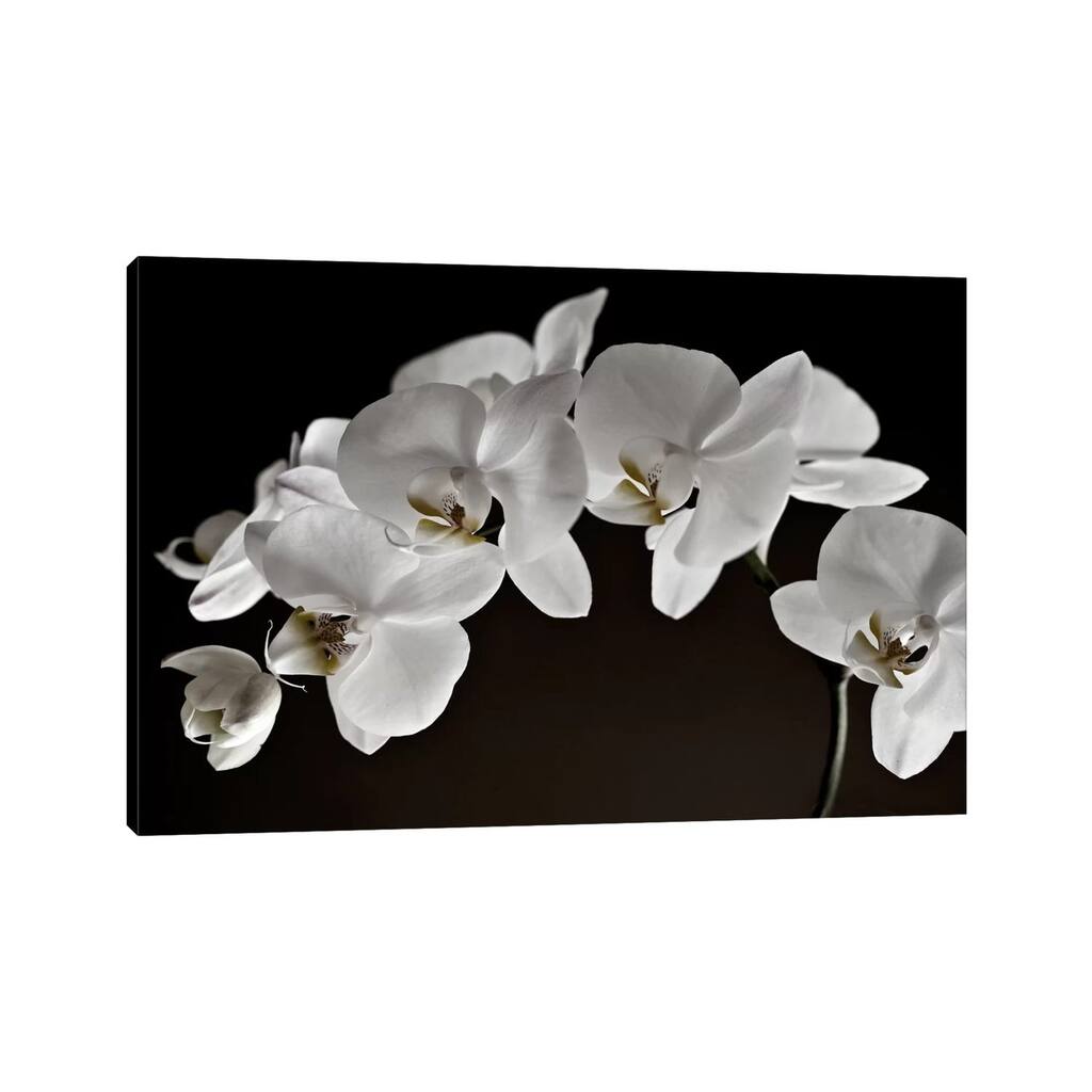 iCanvas "Orchids" by Symposium Design Canvas Print