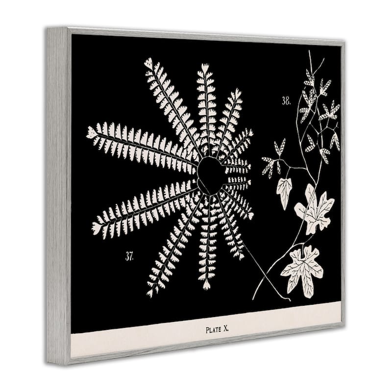Stupell Ferns & Leaves on Black Framed Giclee Art Design By Phillipa Katz