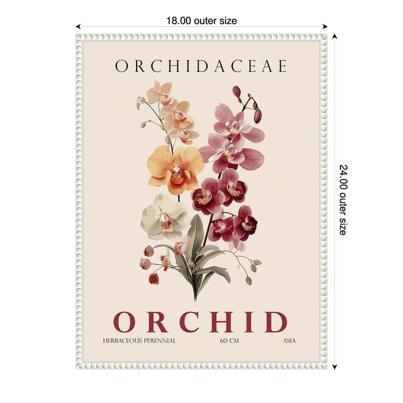 Vintage Botanical Orchid Illustration by Christopher Giampietro Framed Canvas Wall Art Print - White - 18 x 24 in