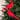 Cardinal Clip-on Christmas Ornaments - 8" - Red and Black - Set of 2