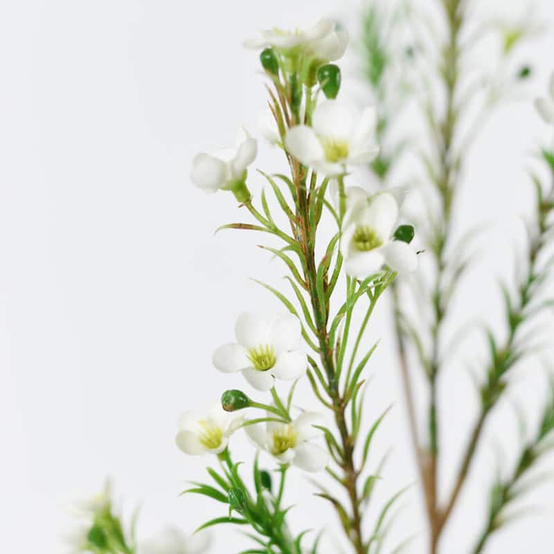 Silk Decorative Artificial Wax flower(Pack of 1 Branch)
