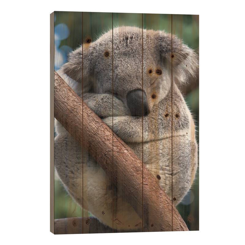 Koala Male Sleeping, Queensland, Australia Print On Wood by Suzi Eszterhas - Multi-Color - 40x26x1.5