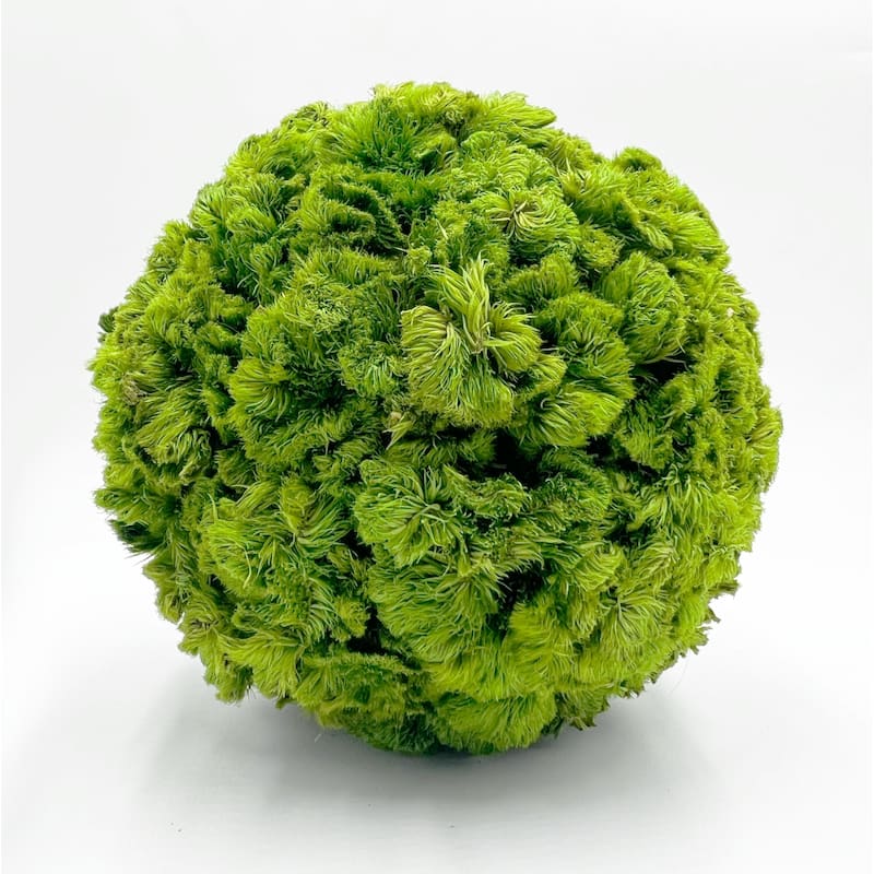 Set of Decorative Wood Bowl in Brown with Preserved Cockscomb Topiary Balls - SET6