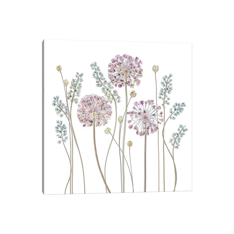 iCanvas "Allium" by Mandy Disher Canvas Print