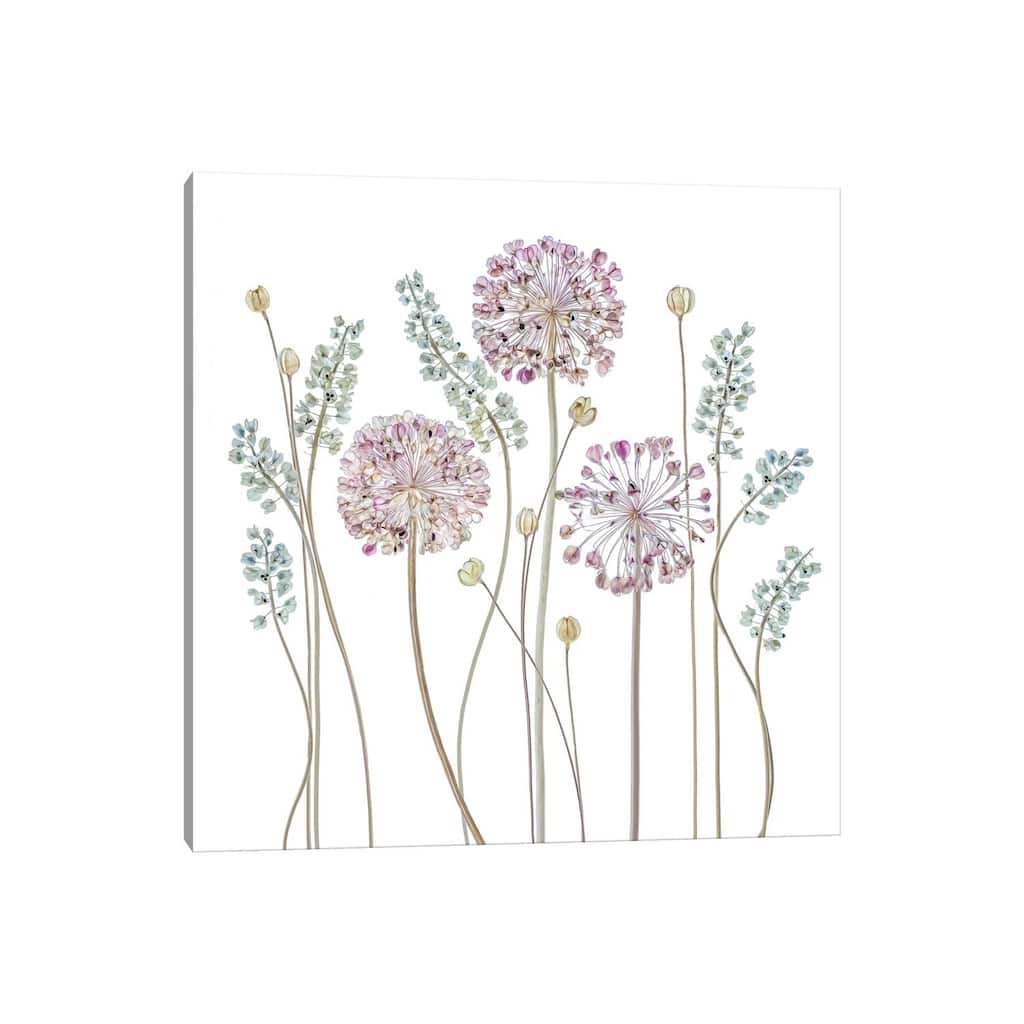iCanvas "Allium" by Mandy Disher Canvas Print