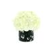 Option White, Black with Flowers