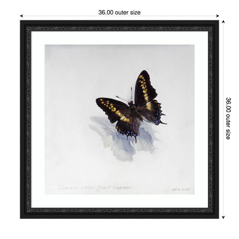 Giant Emperor Butterfly by Odile Kidd Wood Framed Wall Art Print - Downton Black - 36 x 36 in