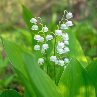 Lovely Lily of the Valley Flowers - 12 or 16 Bulbs - Attracts ...
