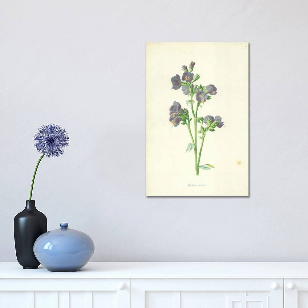 iCanvas "Jacob's Ladder (Illustration From Familiar Garden Flowers, 4th Series)" by Frederick Edward Hulme Canvas Print