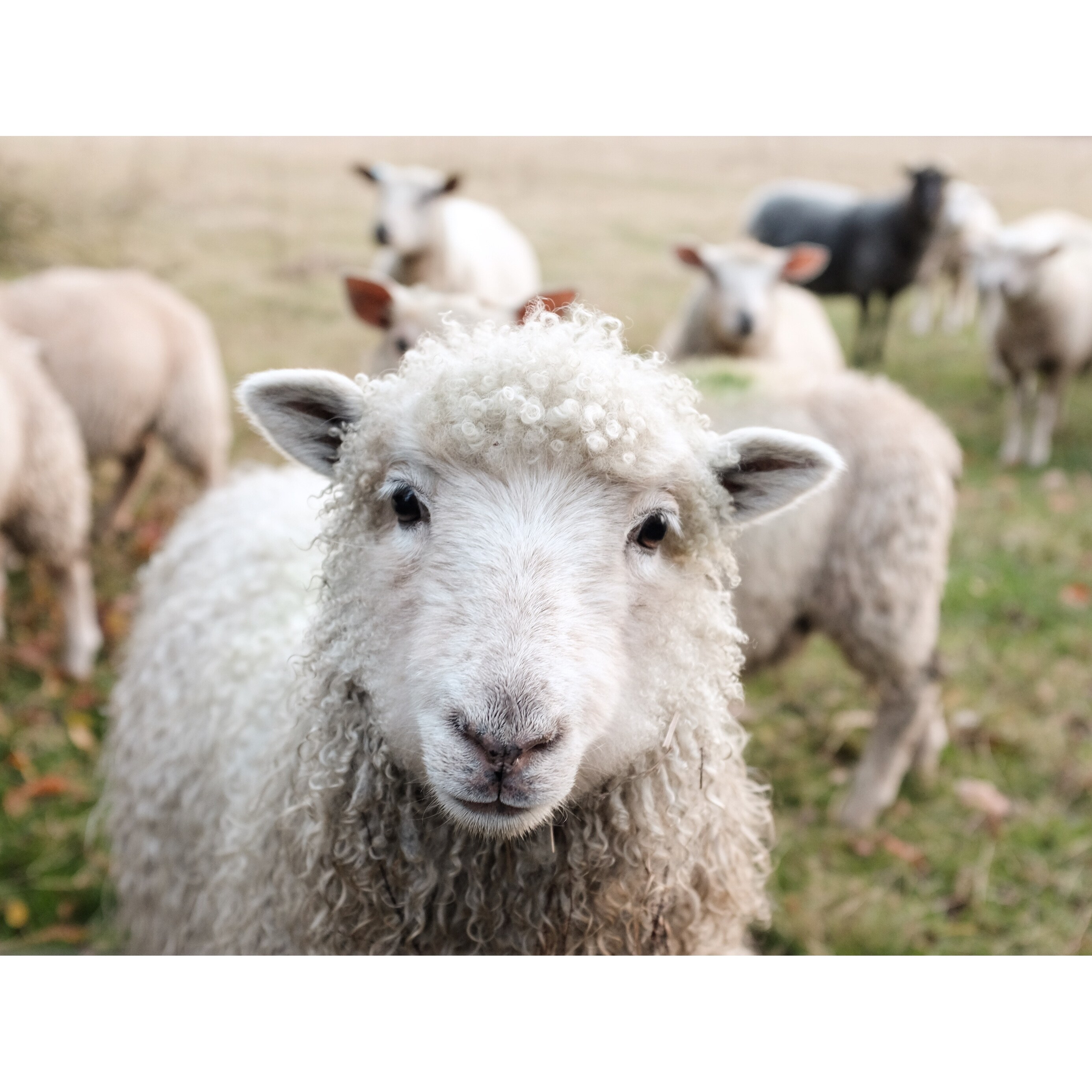 Shop Nature Outdoors Black Sheep Photograph Art Print Wall Artwork