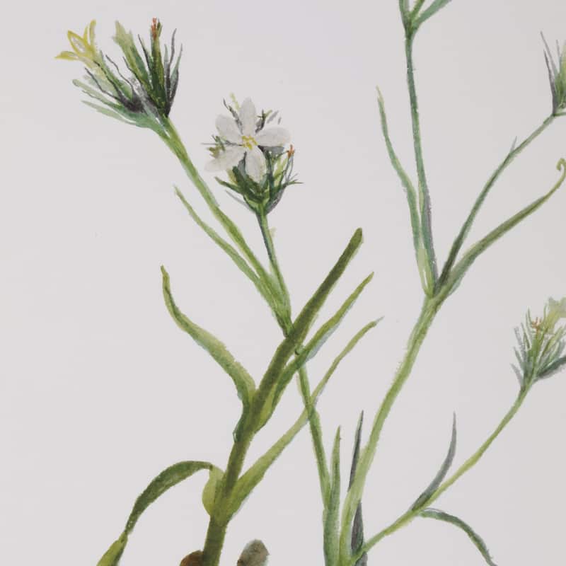 Uttermost Botanical Flowers Framed Prints, Set of 9