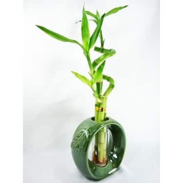 striped philodendron Philodendron 'Silver Stripe or Rio' main image 1