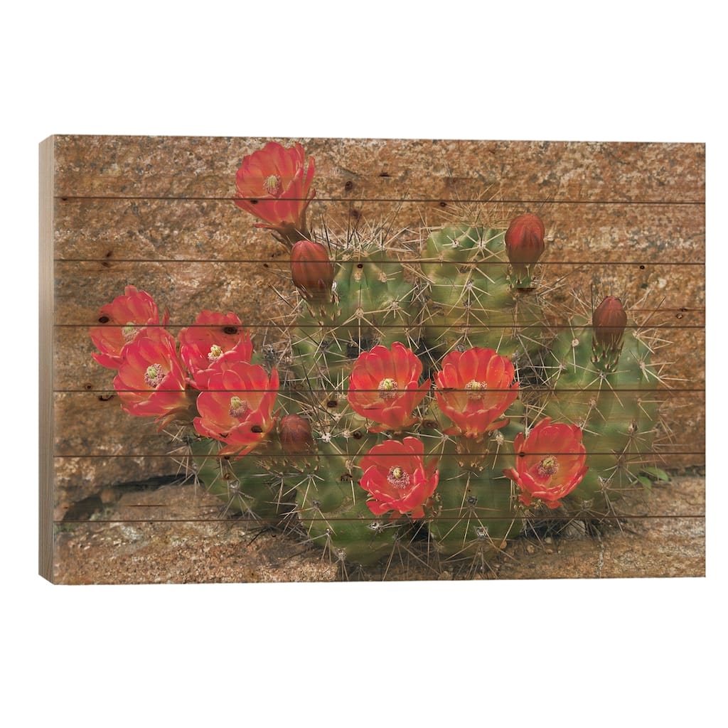 Claret Cup Cactus Flowering, Utah Print On Wood by Tim Fitzharris - Multi-Color