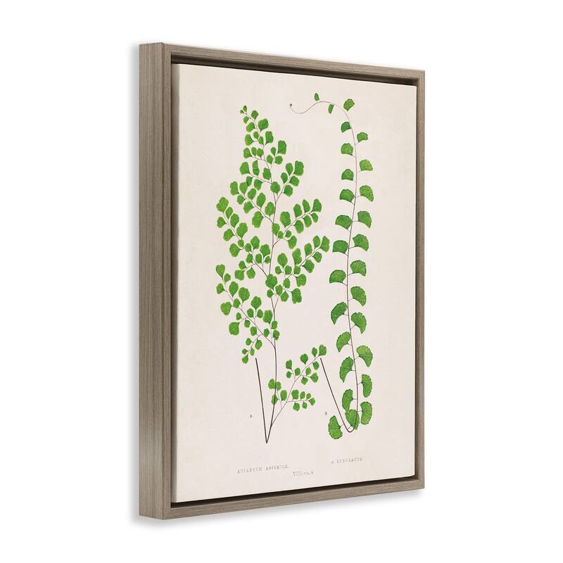 Stupell Vivid Green Ferns Study Framed Floater Canvas Wall Art Design By Phillipa Katz