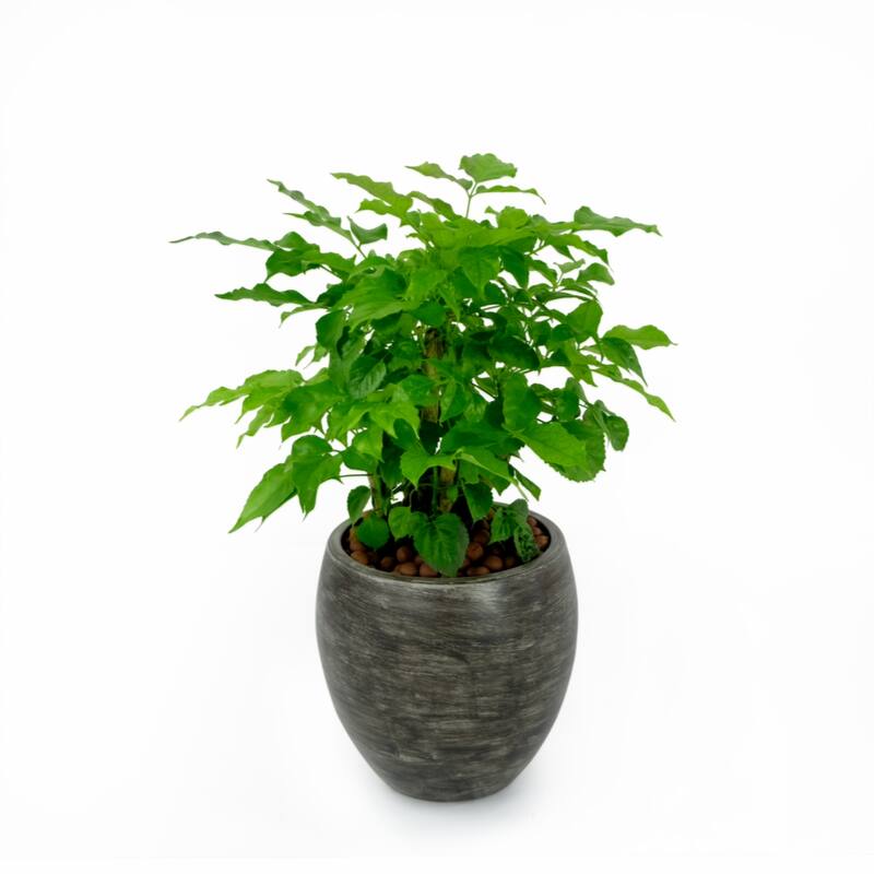 Smart Self-watering Round Planter Pot for Indoor and Outdoor - Grey Wash