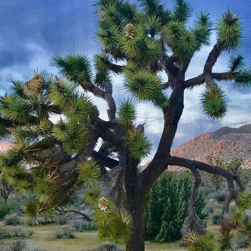 Joshua Tree Moment by James Carol Canvas Art Print