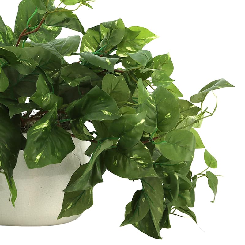 Pothos Plant in Ceramic Pot
