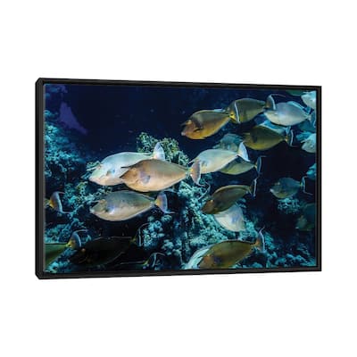 iCanvas "A School Of Unicorn Fish" by Brook Peterson Framed Canvas Print