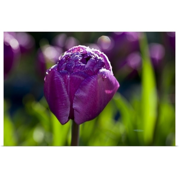 "Lilac Perfection" Poster Print
